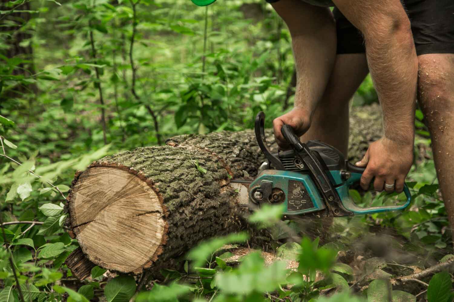 Emergency Storm Tree Removal